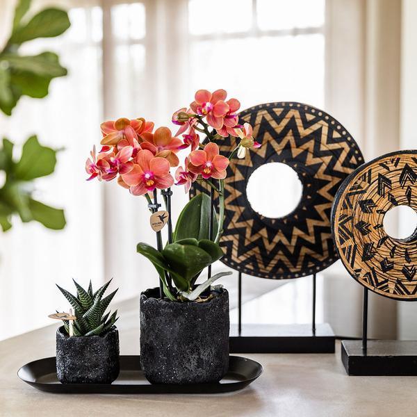 [Brand/Company Name] [Plant/Flower Type] and [Plant/Flower Type] set in [Material/Color] pot on [Material/Color] tray.