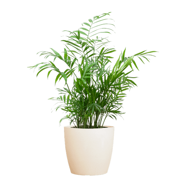 [Brand/Company Name] [Plant/Flower Type] and [Plant/Flower Type] set in [Material/Color] pot on [Material/Color] tray.
