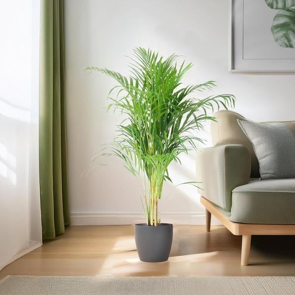 [Brand/Company Name] [Plant/Flower Type] and [Plant/Flower Type] set in [Material/Color] pot on [Material/Color] tray.