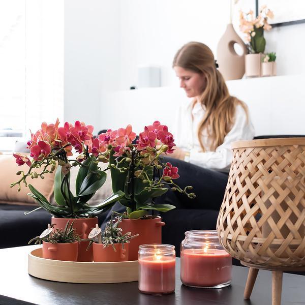 [Brand/Company Name] [Plant/Flower Type] and [Plant/Flower Type] set in [Material/Color] pot on [Material/Color] tray.