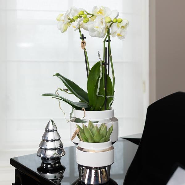 [Brand/Company Name] [Plant/Flower Type] and [Plant/Flower Type] set in [Material/Color] pot on [Material/Color] tray.
