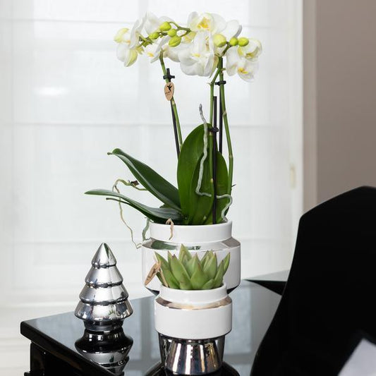 [Brand/Company Name] [Plant/Flower Type] and [Plant/Flower Type] set in [Material/Color] pot on [Material/Color] tray.