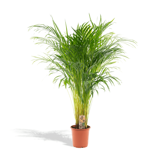 [Brand/Company Name] [Plant/Flower Type] and [Plant/Flower Type] set in [Material/Color] pot on [Material/Color] tray.