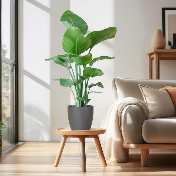 [Brand/Company Name] [Plant/Flower Type] and [Plant/Flower Type] set in [Material/Color] pot on [Material/Color] tray.
