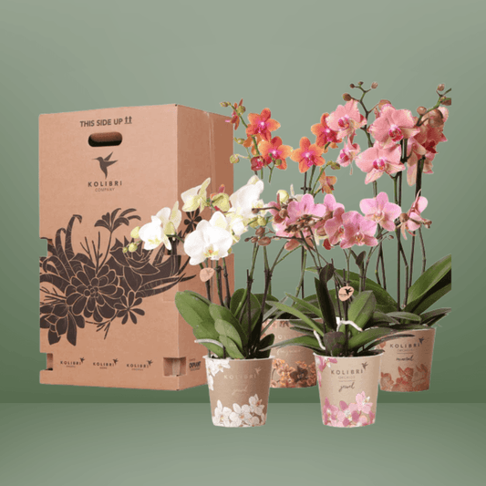 [Brand/Company Name] [Plant/Flower Type] and [Plant/Flower Type] set in [Material/Color] pot on [Material/Color] tray.