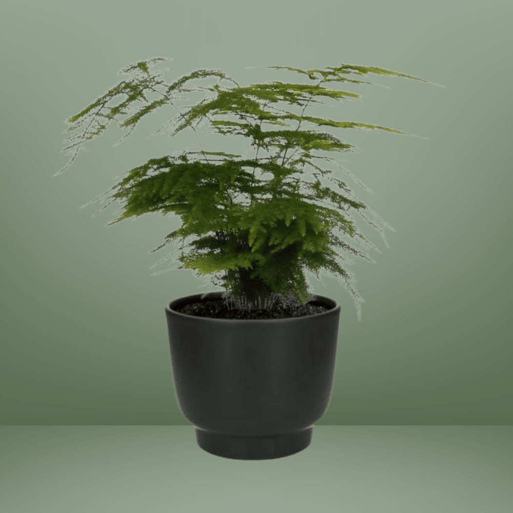 [Brand/Company Name] [Plant/Flower Type] and [Plant/Flower Type] set in [Material/Color] pot on [Material/Color] tray.
