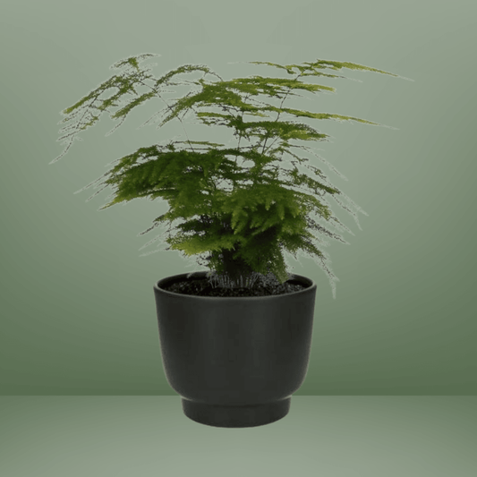 [Brand/Company Name] [Plant/Flower Type] and [Plant/Flower Type] set in [Material/Color] pot on [Material/Color] tray.