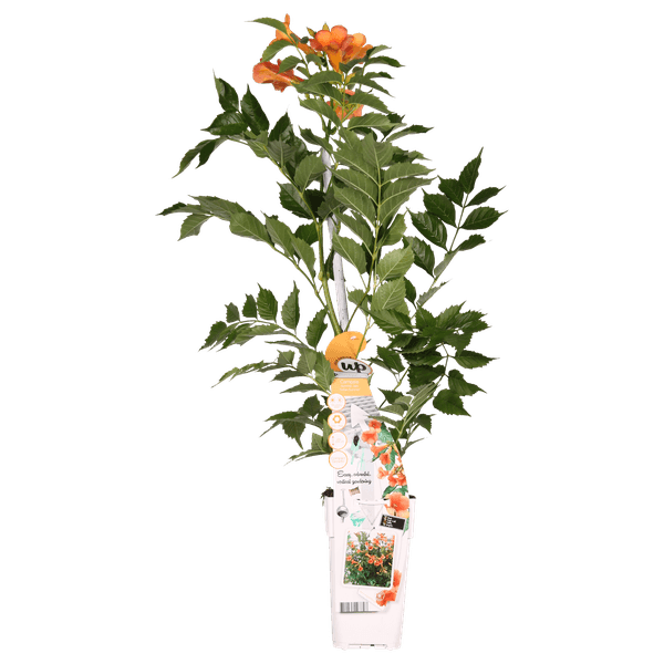 [Brand/Company Name] [Plant/Flower Type] and [Plant/Flower Type] set in [Material/Color] pot on [Material/Color] tray.