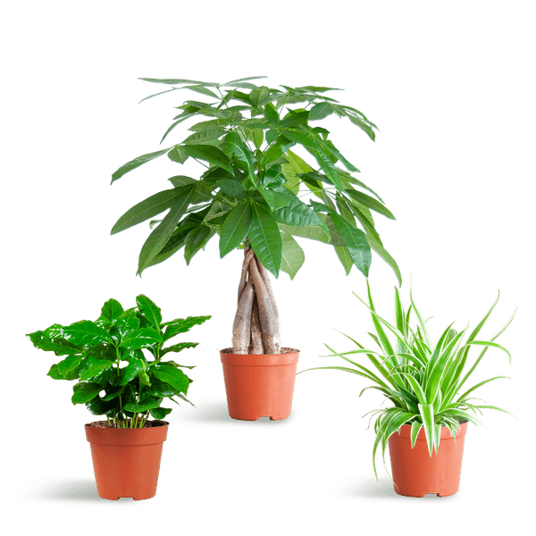 [Brand/Company Name] [Plant/Flower Type] and [Plant/Flower Type] set in [Material/Color] pot on [Material/Color] tray.