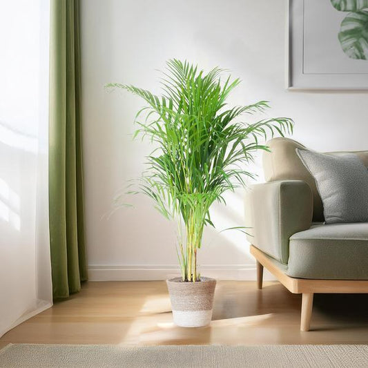 [Brand/Company Name] [Plant/Flower Type] and [Plant/Flower Type] set in [Material/Color] pot on [Material/Color] tray.