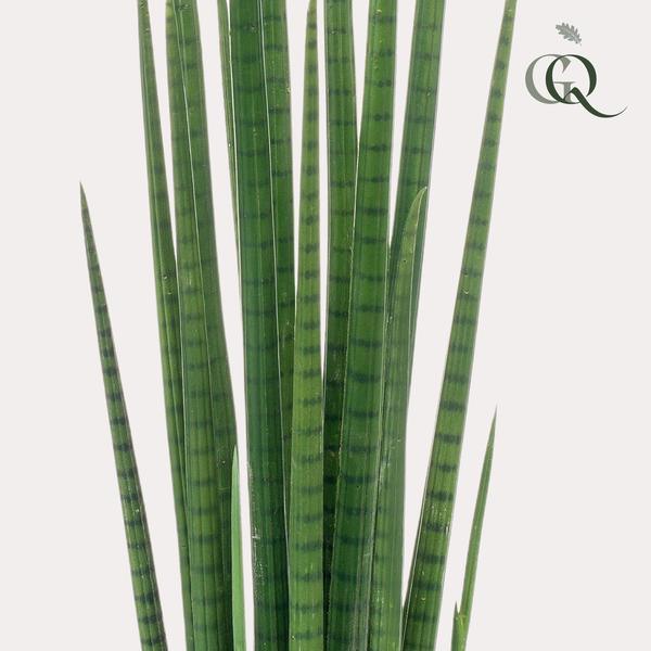 [Brand/Company Name] [Plant/Flower Type] and [Plant/Flower Type] set in [Material/Color] pot on [Material/Color] tray.