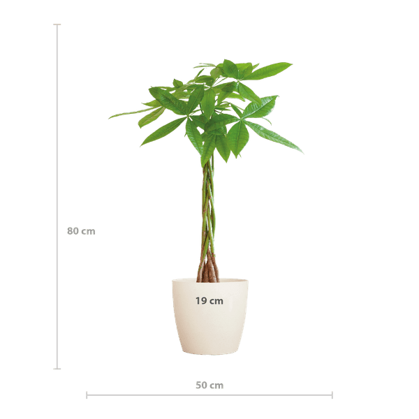 [Brand/Company Name] [Plant/Flower Type] and [Plant/Flower Type] set in [Material/Color] pot on [Material/Color] tray.