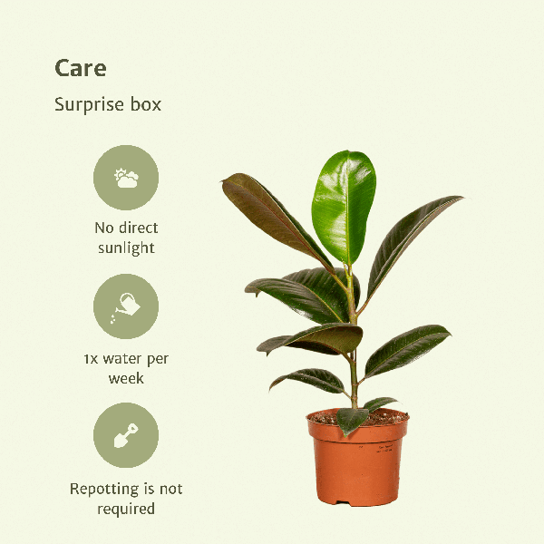 [Brand/Company Name] [Plant/Flower Type] and [Plant/Flower Type] set in [Material/Color] pot on [Material/Color] tray.
