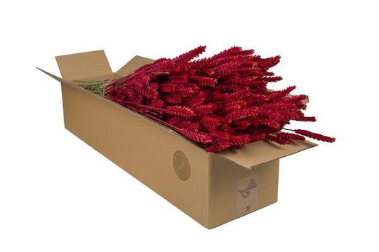 [Brand/Company Name] [Plant/Flower Type] and [Plant/Flower Type] set in [Material/Color] pot on [Material/Color] tray.