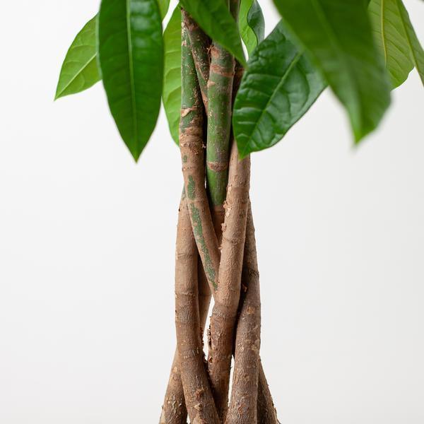 [Brand/Company Name] [Plant/Flower Type] and [Plant/Flower Type] set in [Material/Color] pot on [Material/Color] tray.