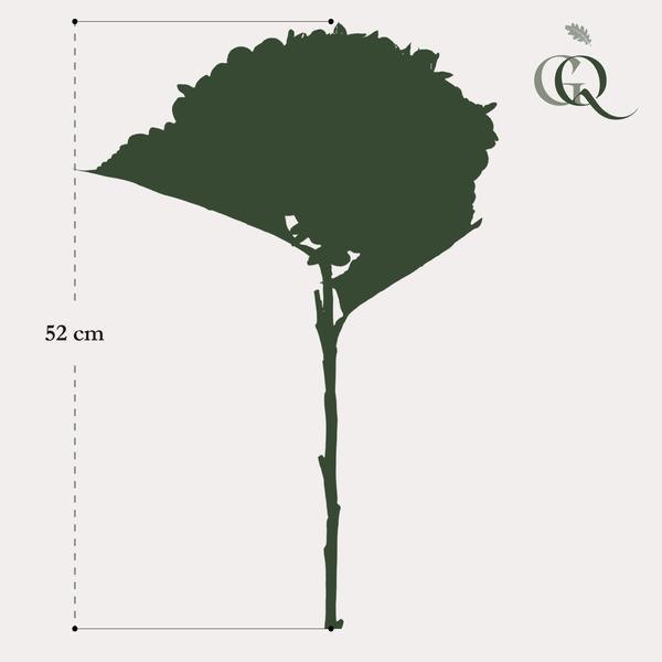 [Brand/Company Name] [Plant/Flower Type] and [Plant/Flower Type] set in [Material/Color] pot on [Material/Color] tray.