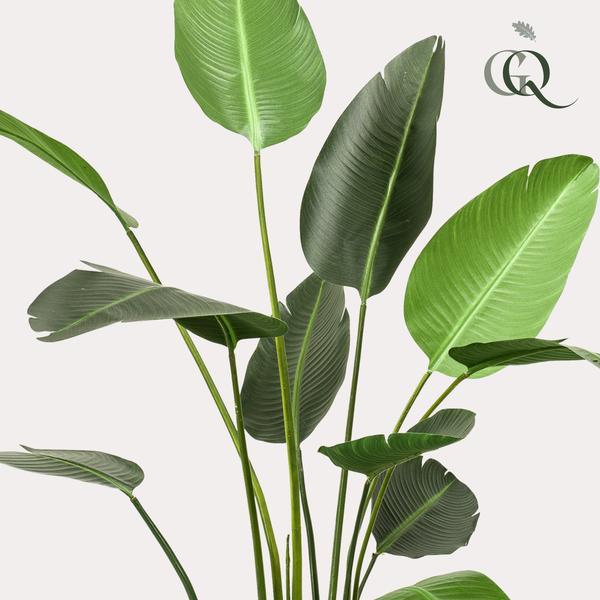 [Brand/Company Name] [Plant/Flower Type] and [Plant/Flower Type] set in [Material/Color] pot on [Material/Color] tray.
