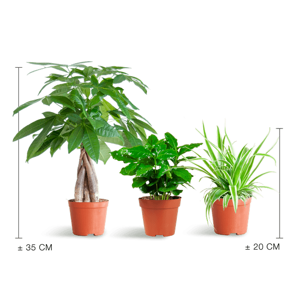 [Brand/Company Name] [Plant/Flower Type] and [Plant/Flower Type] set in [Material/Color] pot on [Material/Color] tray.