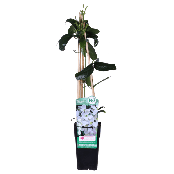 [Brand/Company Name] [Plant/Flower Type] and [Plant/Flower Type] set in [Material/Color] pot on [Material/Color] tray.