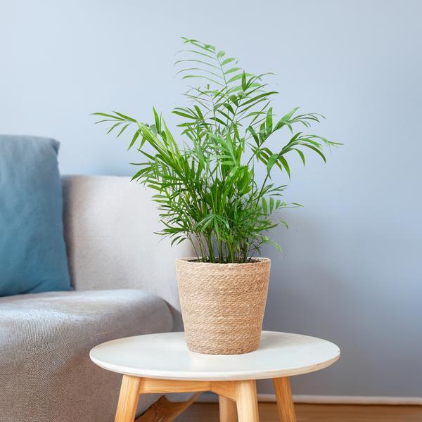 [Brand/Company Name] [Plant/Flower Type] and [Plant/Flower Type] set in [Material/Color] pot on [Material/Color] tray.