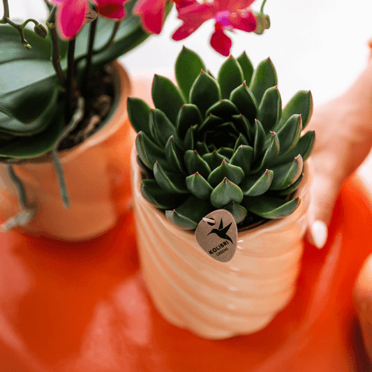 [Brand/Company Name] [Plant/Flower Type] and [Plant/Flower Type] set in [Material/Color] pot on [Material/Color] tray.