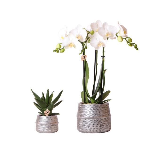[Brand/Company Name] [Plant/Flower Type] and [Plant/Flower Type] set in [Material/Color] pot on [Material/Color] tray.