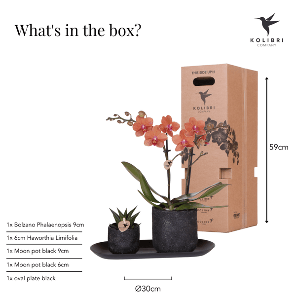 [Brand/Company Name] [Plant/Flower Type] and [Plant/Flower Type] set in [Material/Color] pot on [Material/Color] tray.