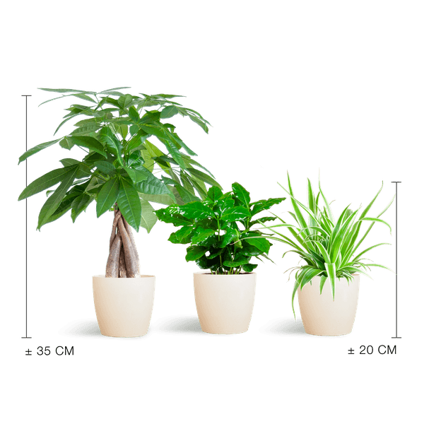 [Brand/Company Name] [Plant/Flower Type] and [Plant/Flower Type] set in [Material/Color] pot on [Material/Color] tray.