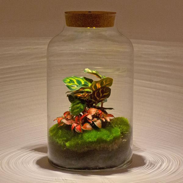 [Brand/Company Name] [Plant/Flower Type] and [Plant/Flower Type] set in [Material/Color] pot on [Material/Color] tray.