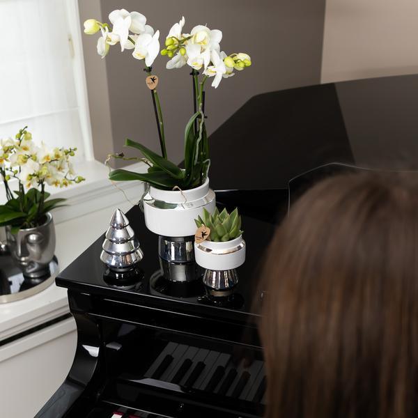 [Brand/Company Name] [Plant/Flower Type] and [Plant/Flower Type] set in [Material/Color] pot on [Material/Color] tray.