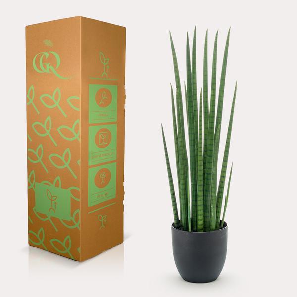 [Brand/Company Name] [Plant/Flower Type] and [Plant/Flower Type] set in [Material/Color] pot on [Material/Color] tray.