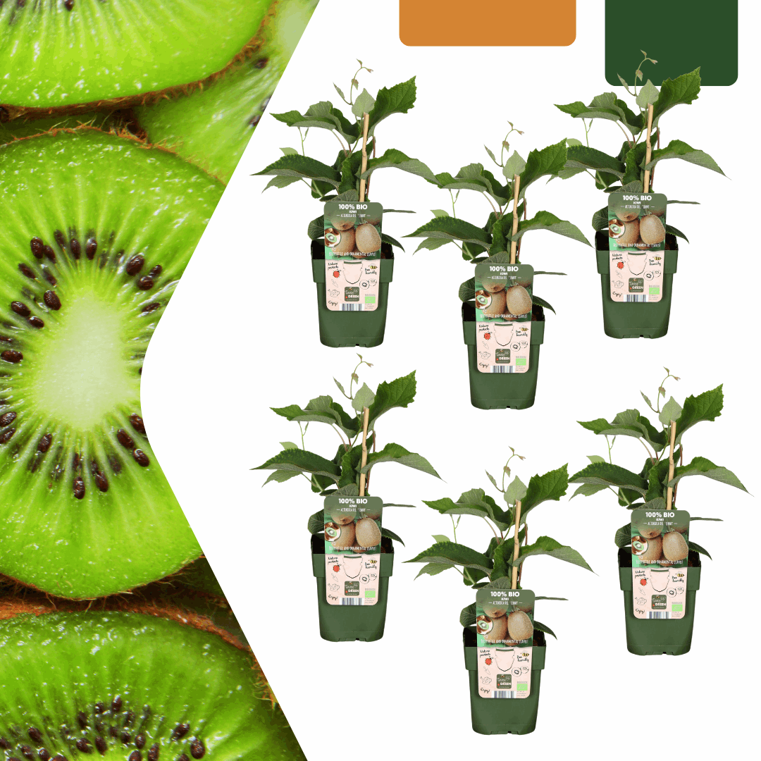 [Brand/Company Name] [Plant/Flower Type] and [Plant/Flower Type] set in [Material/Color] pot on [Material/Color] tray.