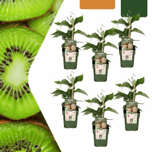 [Brand/Company Name] [Plant/Flower Type] and [Plant/Flower Type] set in [Material/Color] pot on [Material/Color] tray.