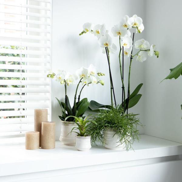 [Brand/Company Name] [Plant/Flower Type] and [Plant/Flower Type] set in [Material/Color] pot on [Material/Color] tray.