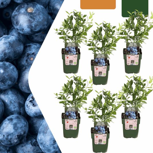 [Brand/Company Name] [Plant/Flower Type] and [Plant/Flower Type] set in [Material/Color] pot on [Material/Color] tray.