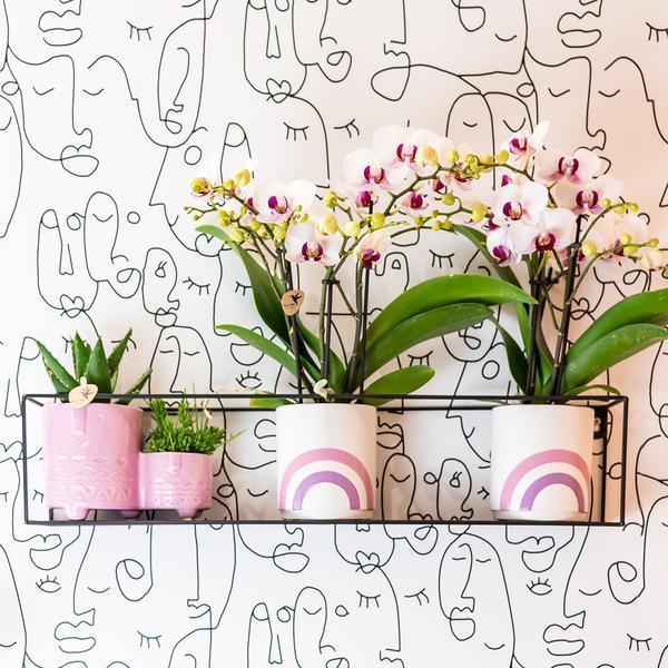 [Brand/Company Name] [Plant/Flower Type] and [Plant/Flower Type] set in [Material/Color] pot on [Material/Color] tray.