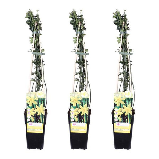 [Brand/Company Name] [Plant/Flower Type] and [Plant/Flower Type] set in [Material/Color] pot on [Material/Color] tray.