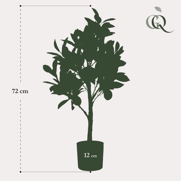 [Brand/Company Name] [Plant/Flower Type] and [Plant/Flower Type] set in [Material/Color] pot on [Material/Color] tray.