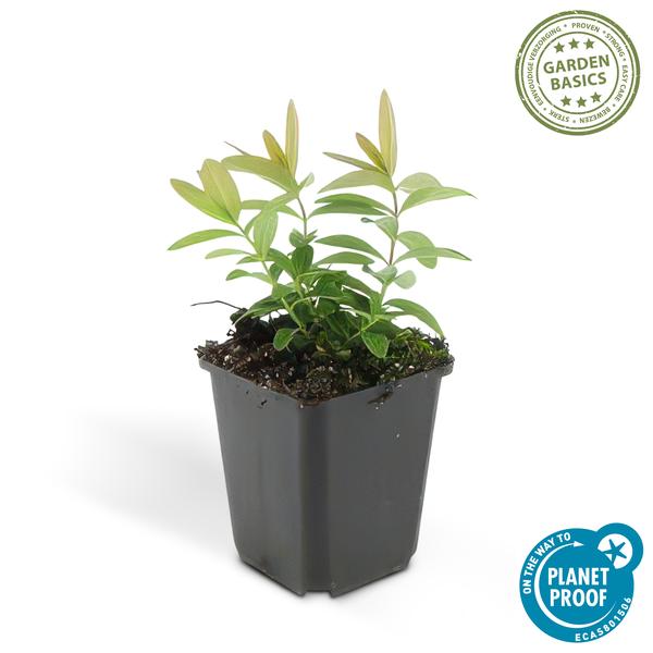 [Brand/Company Name] [Plant/Flower Type] and [Plant/Flower Type] set in [Material/Color] pot on [Material/Color] tray.