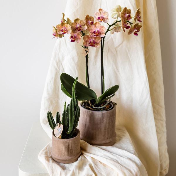 [Brand/Company Name] [Plant/Flower Type] and [Plant/Flower Type] set in [Material/Color] pot on [Material/Color] tray.