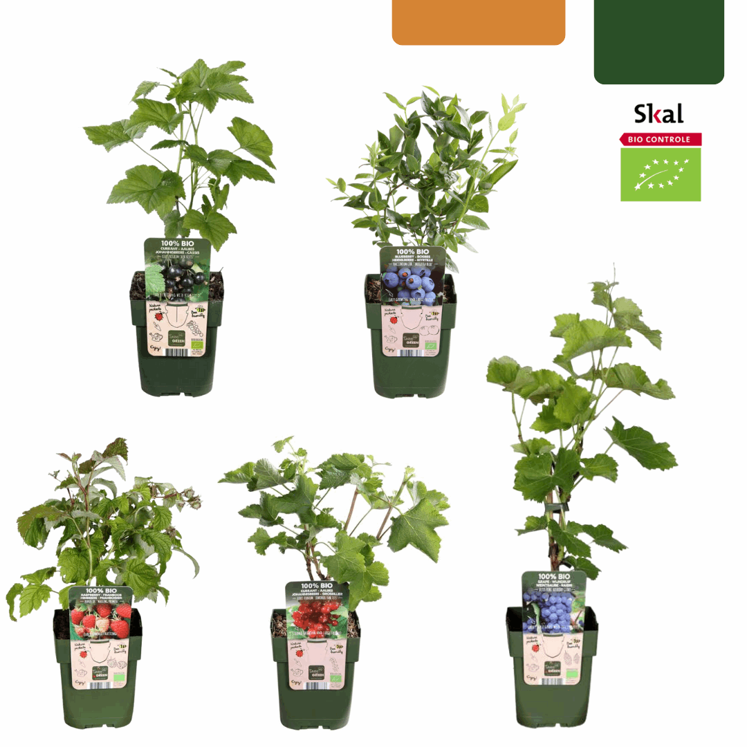 [Brand/Company Name] [Plant/Flower Type] and [Plant/Flower Type] set in [Material/Color] pot on [Material/Color] tray.