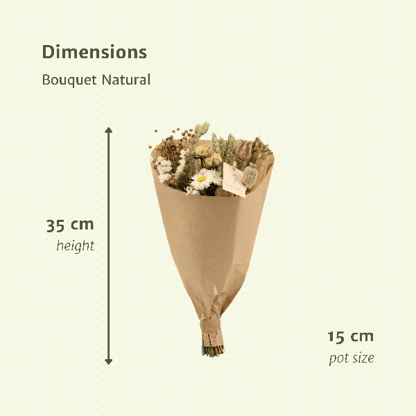 [Brand/Company Name] [Plant/Flower Type] and [Plant/Flower Type] set in [Material/Color] pot on [Material/Color] tray.