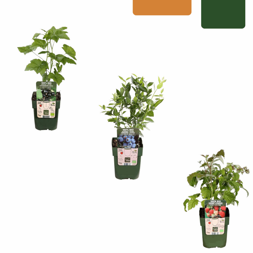 [Brand/Company Name] [Plant/Flower Type] and [Plant/Flower Type] set in [Material/Color] pot on [Material/Color] tray.