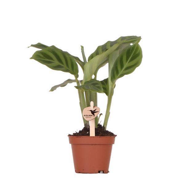 [Brand/Company Name] [Plant/Flower Type] and [Plant/Flower Type] set in [Material/Color] pot on [Material/Color] tray.