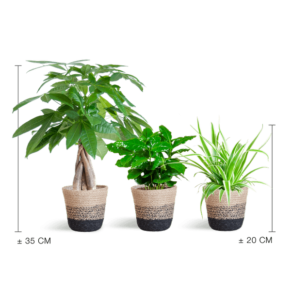 [Brand/Company Name] [Plant/Flower Type] and [Plant/Flower Type] set in [Material/Color] pot on [Material/Color] tray.