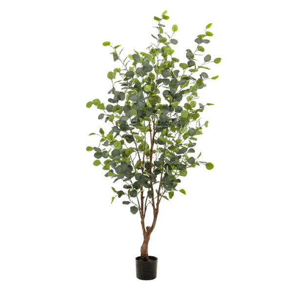 [Brand/Company Name] [Plant/Flower Type] and [Plant/Flower Type] set in [Material/Color] pot on [Material/Color] tray.