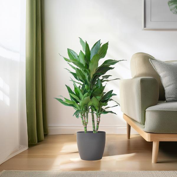 [Brand/Company Name] [Plant/Flower Type] and [Plant/Flower Type] set in [Material/Color] pot on [Material/Color] tray.