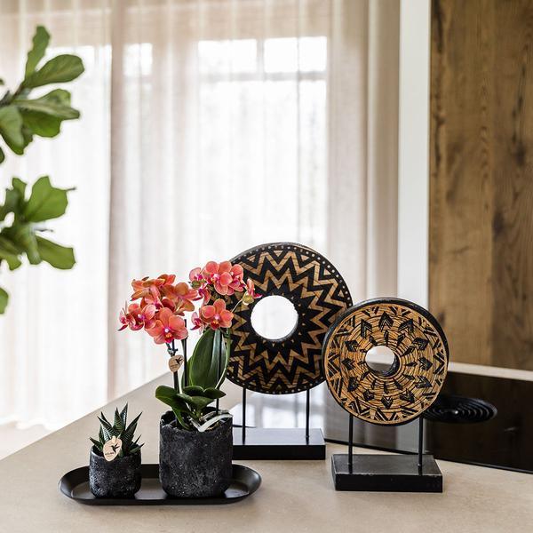 [Brand/Company Name] [Plant/Flower Type] and [Plant/Flower Type] set in [Material/Color] pot on [Material/Color] tray.