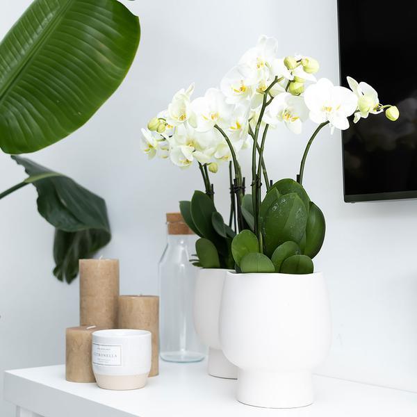 [Brand/Company Name] [Plant/Flower Type] and [Plant/Flower Type] set in [Material/Color] pot on [Material/Color] tray.