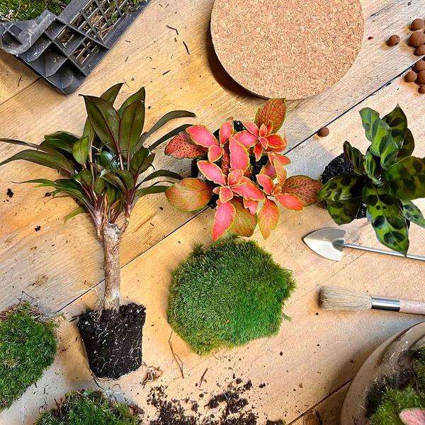 [Brand/Company Name] [Plant/Flower Type] and [Plant/Flower Type] set in [Material/Color] pot on [Material/Color] tray.